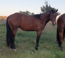 Load image into Gallery viewer, KY-EAN PEPTOS GUNSLINGER Project Gelding