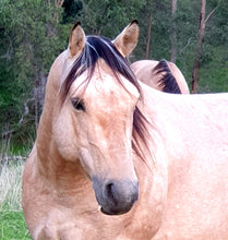 Load image into Gallery viewer, KY-EAN ELLWOOD OAK Project Gelding