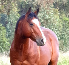 Load image into Gallery viewer, KY-EAN BLUE EYED OAK Project Gelding