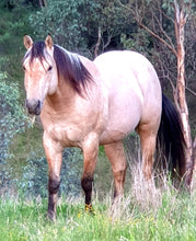 Load image into Gallery viewer, KY-EAN ELLWOOD OAK Project Gelding