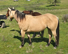 Load image into Gallery viewer, KY-EAN ELLWOOD OAK Project Gelding