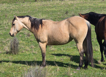 Load image into Gallery viewer, KY-EAN ELLWOOD OAK Project Gelding