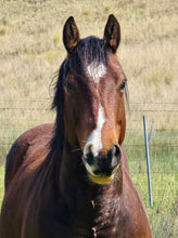 Load image into Gallery viewer, KY-EAN DOUBLE DOWN SPIN Project Gelding
