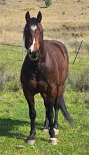 Load image into Gallery viewer, KY-EAN DOUBLE DOWN SPIN Project Gelding