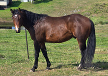 Load image into Gallery viewer, KY-EAN PEPTOS GUNSLINGER Project Gelding
