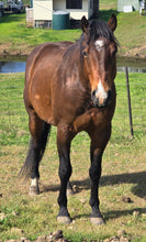 Load image into Gallery viewer, KY-EAN PEPTOS GUNSLINGER Project Gelding