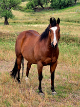 Load image into Gallery viewer, KY-EAN BLUE EYED OAK Project Gelding