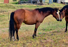 Load image into Gallery viewer, KY-EAN BLUE EYED OAK Project Gelding