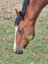 Load image into Gallery viewer, KY-EAN BLUE EYED OAK Project Gelding