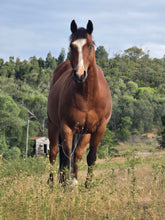 Load image into Gallery viewer, KY-EAN BLUE EYED OAK Project Gelding