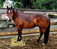 Load image into Gallery viewer, KY-EAN DOUBLE DOWN SPIN Project Gelding