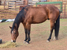 Load image into Gallery viewer, KY-EAN PEPTOS GUNSLINGER Project Gelding
