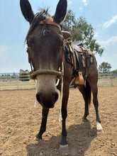 Load image into Gallery viewer, BRR COMPLETE LOPING HACKAMORE - CUSTOM ORDER