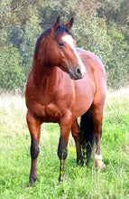 Load image into Gallery viewer, KY-EAN BLUE EYED OAK Project Gelding

