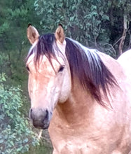 Load image into Gallery viewer, KY-EAN ELLWOOD OAK Project Gelding
