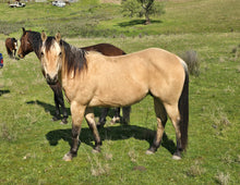 Load image into Gallery viewer, KY-EAN ELLWOOD OAK Project Gelding
