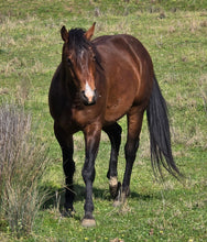 Load image into Gallery viewer, KY-EAN PEPTOS GUNSLINGER Project Gelding
