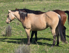 Load image into Gallery viewer, KY-EAN ELLWOOD OAK Project Gelding
