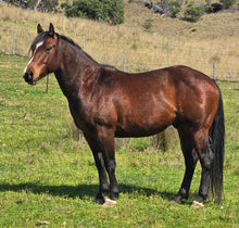 Load image into Gallery viewer, KY-EAN DOUBLE DOWN SPIN Project Gelding
