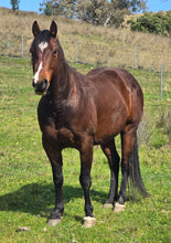 Load image into Gallery viewer, KY-EAN DOUBLE DOWN SPIN Project Gelding
