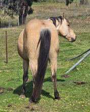 Load image into Gallery viewer, KY-EAN ELLWOOD OAK Project Gelding
