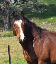 Load image into Gallery viewer, KY-EAN BLUE EYED OAK Project Gelding
