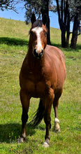 Load image into Gallery viewer, KY-EAN BLUE EYED OAK Project Gelding
