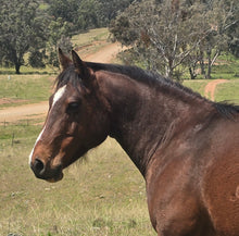 Load image into Gallery viewer, KY-EAN DOUBLE DOWN SPIN Project Gelding
