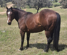 Load image into Gallery viewer, KY-EAN DOUBLE DOWN SPIN Project Gelding
