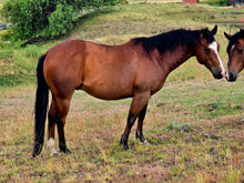 Load image into Gallery viewer, KY-EAN BLUE EYED OAK Project Gelding
