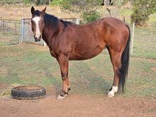 Load image into Gallery viewer, KY-EAN BLUE EYED OAK Project Gelding
