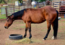 Load image into Gallery viewer, KY-EAN PEPTOS GUNSLINGER Project Gelding
