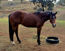 Load image into Gallery viewer, KY-EAN PEPTOS GUNSLINGER Project Gelding
