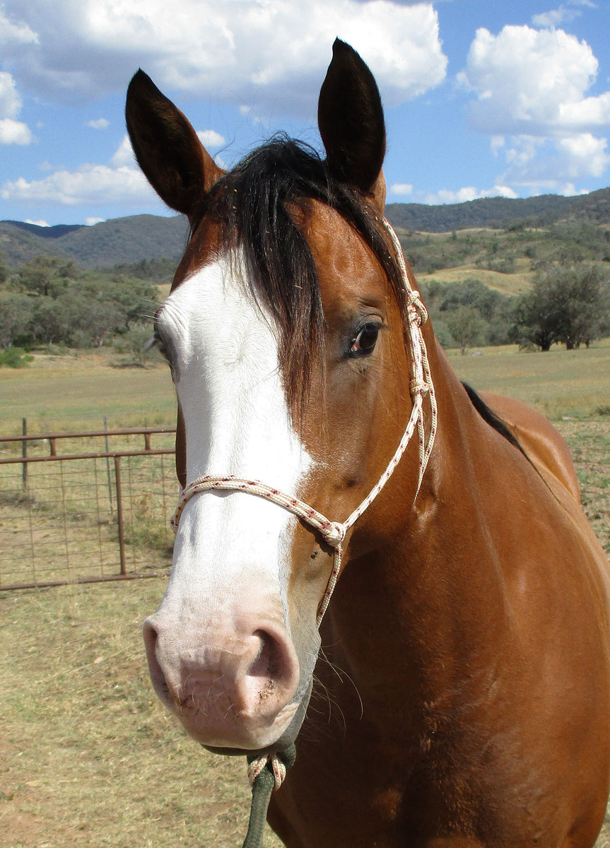 KY-EAN PIX C BOONSMAL PHAA Broodmare – BLUE ROAN ROPES and TACK