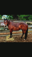 Load and play video in Gallery viewer, KY-EAN DOUBLE DOWN SPIN Project Gelding
